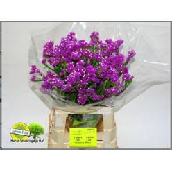 Statice Hol. Raspb wings 70cm 30gr "T25" Fuc.