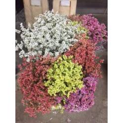 Limonium Hol. Dia. Popurri 70cm 30gr "T25"