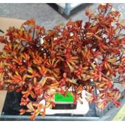 Anigozanthos Nac. Naranja 70cm