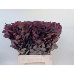 Cotinus Royal Purple 65cm