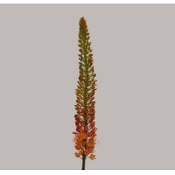 Eremurus Hol. Cleopatra 90cm (30cm flor)