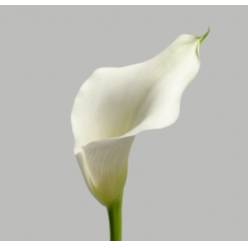 Calla Captain Ventura 50cm Doble