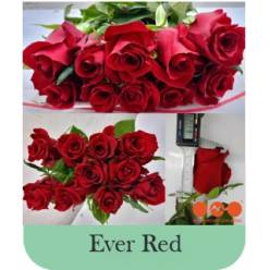 Rosa Hol. a Ever Red 50cm Rj
