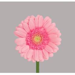 Gerbera Mini Hol. Pinky Rs "T20"