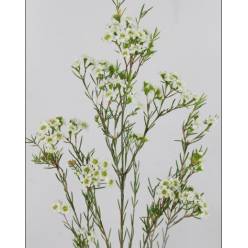 Flor Cera Hol. D Queen White 70cm 50gr Bl. "T25"