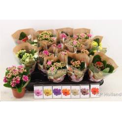 P. Kalanchoe B Ge Mixta 6/12cm 5 Kl "CC20"