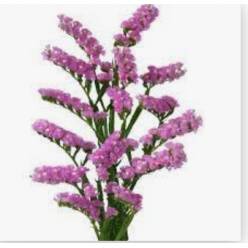 Statice Hol. Fantasia Wings 60cm 25gr "T25" Rs.