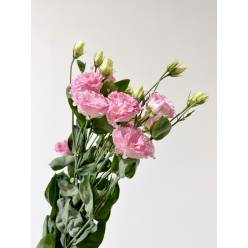 Lisiantus Nac. Pink Flash 70cm