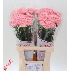 Clavel Hol. 65cm Pink Montezuma Rs.