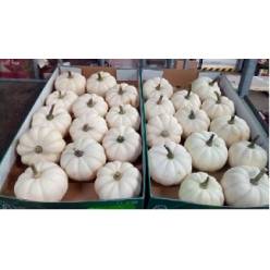 Calabazas Pepo baby Boo