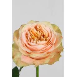 Rosa Hol. Peach Funky 50cm