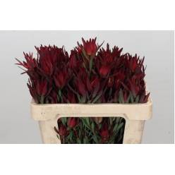 Leucadendro Ramif. Hol. Blush 50cm