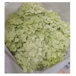 Hortensia Hol. Mag. Candle 60cm 16/18 Verde