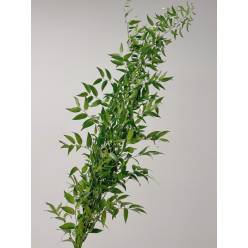 Ruscus Ramificado 100cm Paq.