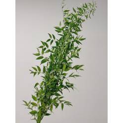 Ruscus Ramificado 100cm x4 tallos