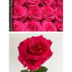 Rosa Ecu. Full Monty 60cm Fx.