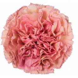 Clavel Hol. 65cm x10 Lege Pink