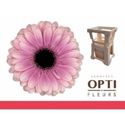 Gerbera Mini Hol. Esmme Lav. "T20"