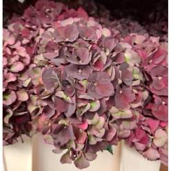 Hortensia Hol. D. Ruby Classic 50cm 16/18