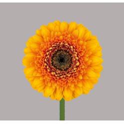 Gerbera Mini Hol. Gerponi Olsen "T20"