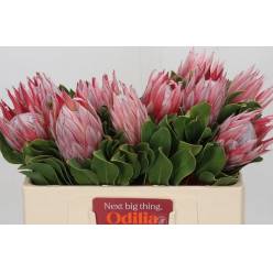 Protea Cy. Clare 50cm