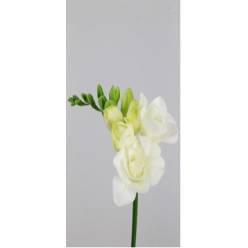 Fresia Hol. Versailles 55cm 22gr x10 Bl.