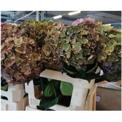 Hortensia Hol. Roy Anasta Classic 60cm �16/18