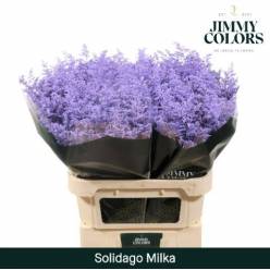 Solidago Pintado Lila 80cm 40gr "T25"