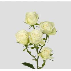 Ramificada Polar Sensation+ 50cm