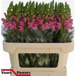 Antirrhinum Hol. Op. Pink 75cm Rs