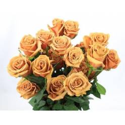 Rosa Ecu. Toffee 70cm