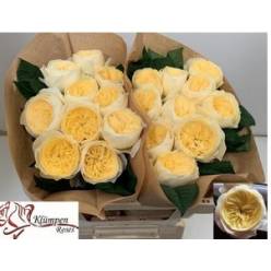 Rosa Hol. Nona! 50cm x10 (7 Dias - 2)