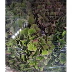 Hortensia Hol. Rodeo Class 80cm  18/20