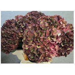 Hortensia Hol. Rubyred Classic 60cm 16/18