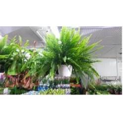 P. Helecho Ex Sonata XL 19/70cm x3