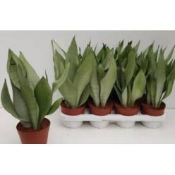 P. Sanseviera Futura Moonshine 12/35cm x10