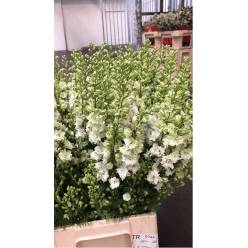 Delphinium Hol. Aj Ov White 75cm