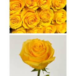 Rosa Ecu. Super Sun 50cm Am (7 Dias - 2)