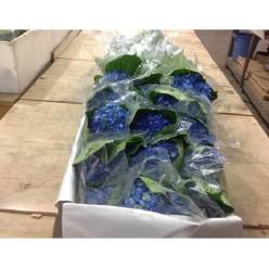 Hortensia Select Tint. Azul 60cm �15/16