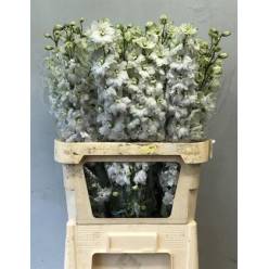 Delphinium Hol. El Dewi Impressive White 90cm
