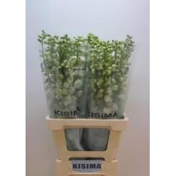 Delphinium Hol. El Guard White 60cm "T10"