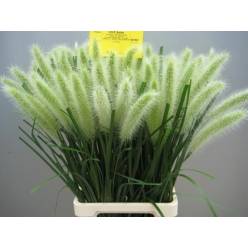 Pennisetum Alo Blondie 70cm