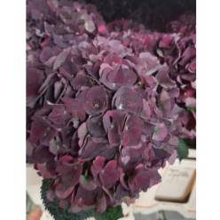 Hortensia Hol. D. Ruby Classic 60cm 16/18