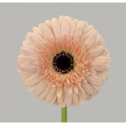 Gerbera Hol. Cafe Del Mar "CC50"