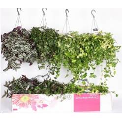 P. Tradescantia Hol. Mix 17/50cm x4