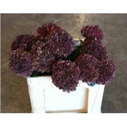 Hortensia Hol. D. Ruby Classic 50cm �12/15