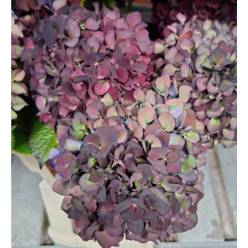 Hortensia Hol. D. Ruby Purple Cl. 60cm 18/20