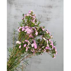 Flor Cera Hol. Danc Queen 55cm 35gr Rs. "T25"