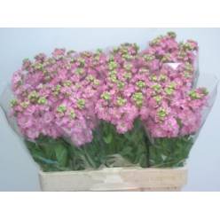Aleli Hol. Stox Rose Pink 55cm "T10"