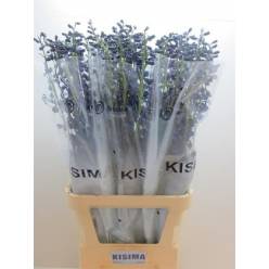 Delphinium Hol. El En Sea Waltz 90cm "T10"